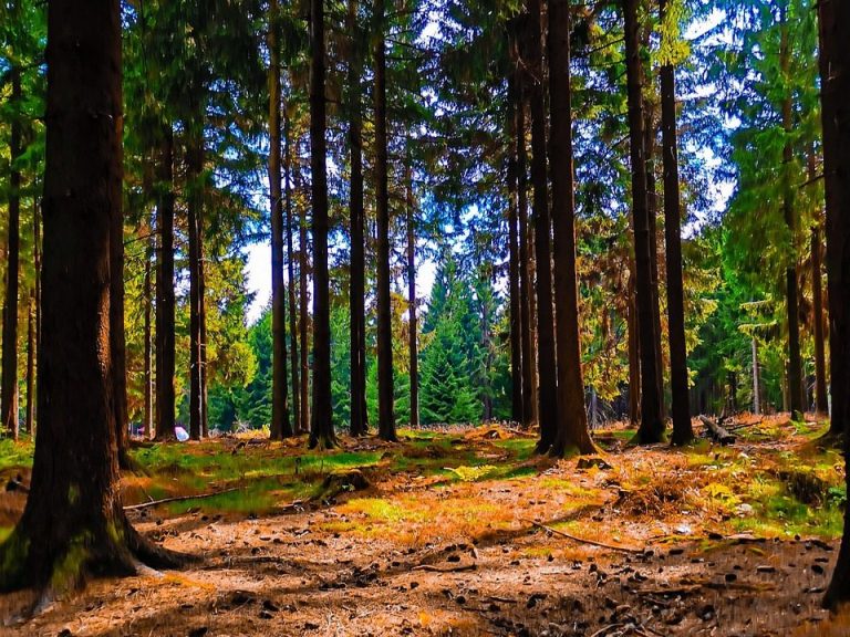 Holz im Wald